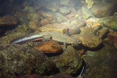 Paramesotriton hongkongensis