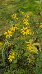 Helianthus divaricatus