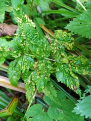 Dasineura ulmaria