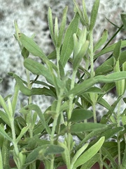 Eupatorium linearifolium