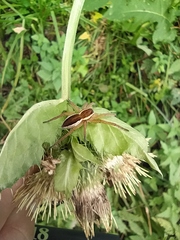 Dolomedes fimbriatus