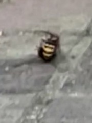 Vespula vidua