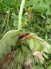 Dolomedes fimbriatus