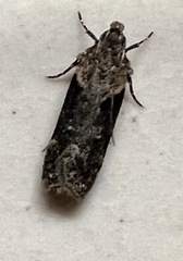 Chionodes mediofuscella