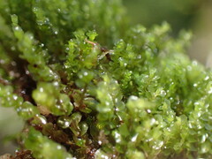 Marsupella emarginata