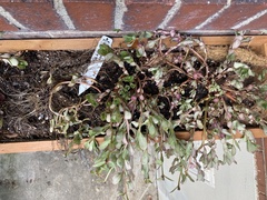 Portulaca umbraticola