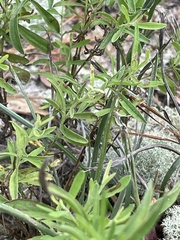 Eupatorium linearifolium