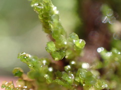 Marsupella emarginata