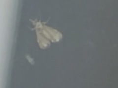 Aglossa pinguinalis