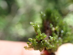 Marsupella emarginata