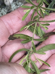 Eupatorium linearifolium