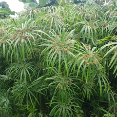 Image of Cyperus involucratus