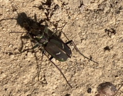 Cicindela purpurea