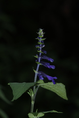 Salvia concolor