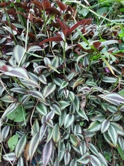 Tradescantia zebrina