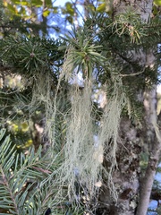 Alectoria sarmentosa