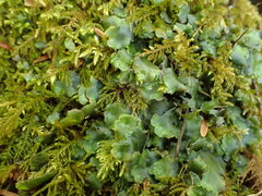 Pellia neesiana