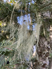 Alectoria sarmentosa