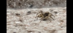 Euophryini