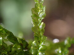 Chiloscyphus polyanthos