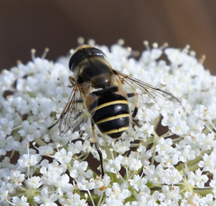 Eristalis hirta