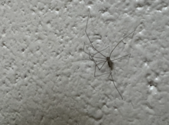 Crossopriza lyoni
