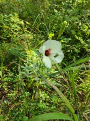 Hibiscus aculeatus