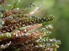 Hygrohypnella ochracea