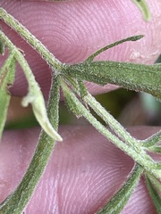 Eupatorium linearifolium
