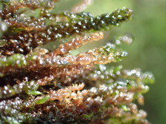 Hygrohypnella ochracea