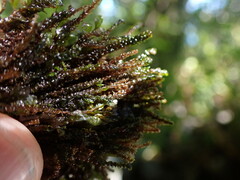 Hygrohypnella ochracea