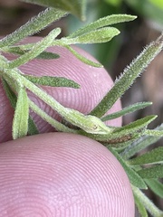 Eupatorium linearifolium