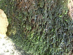 Hygrohypnella ochracea