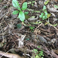 Melicytus ramiflorus