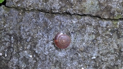 Plectotropis mackensii