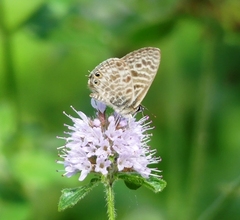 Leptotes pirithous