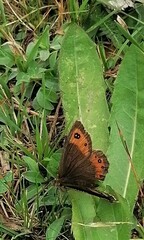 Erebia montanus