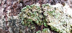 Phaeophyscia rubropulchra