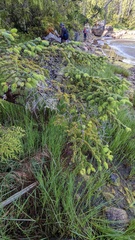 Picea sitchensis