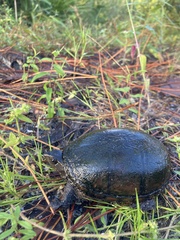 Kinosternon subrubrum