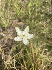 Parnassia grandifolia