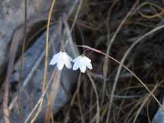 Acis autumnalis