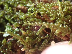 Stereodon callichrous