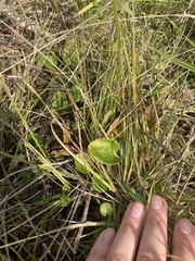 Parnassia grandifolia
