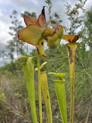 Sarracenia flava