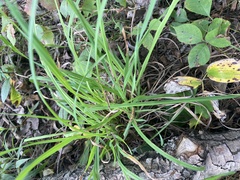 Oryzopsis asperifolia