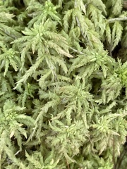 Sphagnum palustre