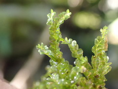 Chiloscyphus polyanthos