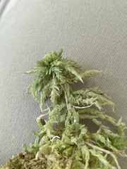 Sphagnum palustre