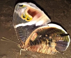 Dynastor macrosiris strix